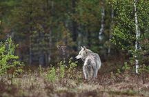 Yellowstone's Lamar Valley & Picnic With Wildlife Guide