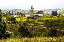 Croydon In The Mountains - Exotic Fruits & Flowers