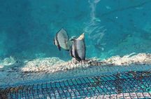 Discovery of the Tahiti Teahupo'o Jurassic Tour peninsula