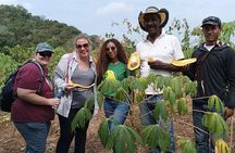 Cowboy for a Day: Explore Colombia’s Countryside near Cartagena
