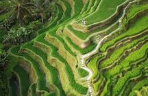 Ubud Tour: Monkey Forest, Rice Terrace, Waterfall, Water Temple 