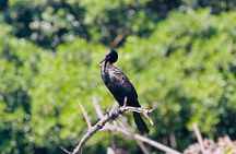 Negombo Lagoon Boat Safari From Negombo