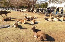 Nara UNESCO World Heritage Sites Slow Cycling Tour