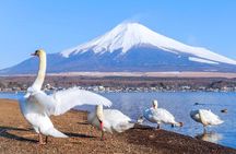 Explore 6 Famous Fuji Attractions in One Day