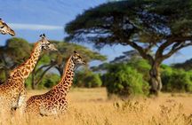 4 Days Mikumi and Nyerere National Park Private Tour