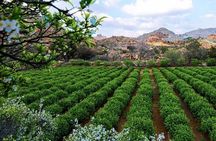  Tour from Jeddah to Taif Explore the City of Roses