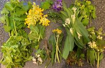Foraging walk for beginners