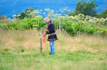 Reindeer Feeding and Sami Culture - Summer tour