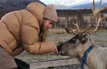 Reindeer Feeding and Sami Culture - Summer tour