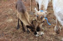Reindeer Feeding and Sami Culture - Summer tour