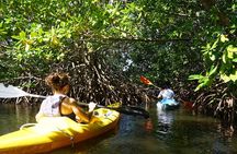 Guided Kayaking Tour of the Mitan Pond and its Mangrove