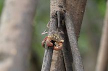 Guided Kayaking Tour of the Mitan Pond and its Mangrove