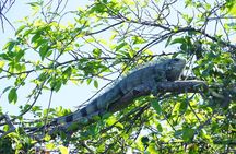 Guided Kayaking Tour of the Mitan Pond and its Mangrove