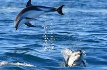 Sailing Tour to Tavolara and Dolphin Search from Golfo Aranci 