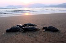 Half Day Private Dalyan River Iztuzu Beach Magic Lake Boat Trip