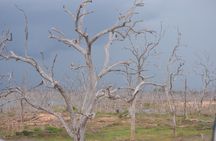 Yala National Park Full Day Safari Tour