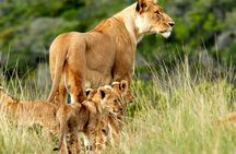 5 days Luxury Safari; Tsavo East, West, and Amboseli from Nairobi