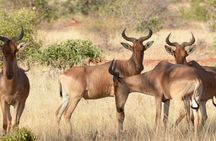 5 days Luxury Safari; Tsavo East, West, and Amboseli from Nairobi