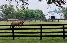 Half-Day Thoroughbred Horse Farm Tour in Kentucky