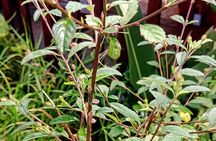 Wild and Medicinal Dominica Private Tour