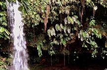 Wild and Medicinal Dominica Private Tour