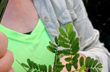 Wild and Medicinal Dominica Private Tour