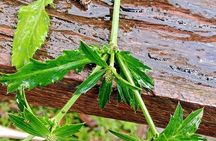 Wild and Medicinal Dominica Private Tour