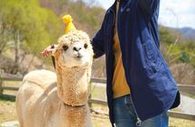 Alpaca World Tour with Nami Island & opt Railbike or Garden