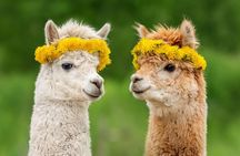 Alpaca World Tour with Nami Island & opt Railbike or Garden