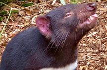 Australian Animals with Big BBQ Lunch Experience