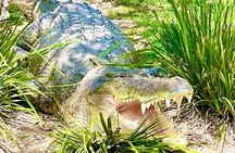 Baby Animals, Boomerangs and BBQ Lunch
