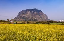 Jeju West and South Canola Flower Guided Tour 