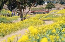 Jeju West and South Canola Flower Guided Tour 