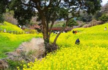 Jeju West and South Canola Flower Guided Tour 