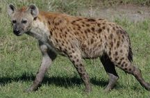 Half Day Nairobi National Park Guided Safari with free WIFI