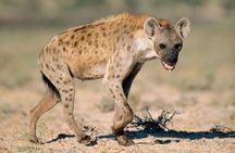 Day Trip to Amboseli National Park and Masai Village from Nairobi