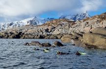 Lofoten Unique Snorkeling Experience in Dry Suit