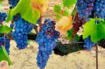 My Tuscan Farm - Wine, Pasta & Vineyard in One Day