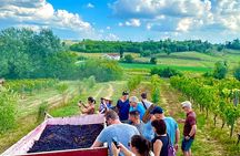 My Tuscan Farm - Wine, Pasta & Vineyard in One Day