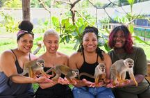 Monkey Magic and City Views in Puerto Plata