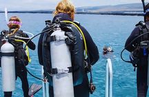 Dolphin House with Intro Dive and Snorkeling from Hurghada