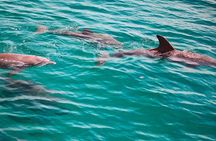 Morning Snorkel & Dolphin Adventure
