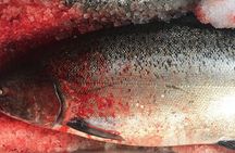Alaska Salmon Fishing with optional Adaptive Gear