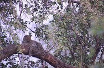 Wildlife Jungle Jeep Safari Ranipur Range, Rajaji National Park