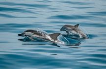Half day Dolphin Watching + Dhow + Mountain safari -One day tour