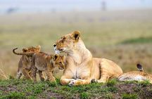 Half Day Nairobi National Park Guided Safari with free WIFI