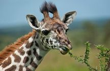 Day Trip to Hells Gate and Boat Ride in Lake Naivasha