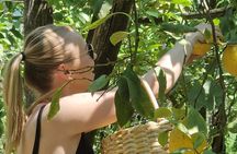 Sorrento Lemon Tour & Limoncello Tasting