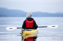 Kayaking with Whales and Wildlife