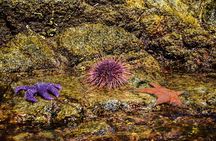 From Campbell River: Kayaking and Whale Watching Combination Tour